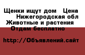 Щенки ищут дом › Цена ­ 1 - Нижегородская обл. Животные и растения » Отдам бесплатно   